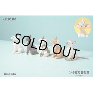 画像: JxK Studio 1/6 デボンレックス 猫 5種 JXK123A *予約