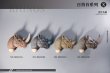 画像11: Mostoys 1/6 犀 サイ Rhinos ヘッド 4種 MS2205 *お取り寄せ