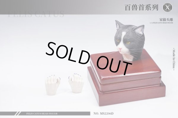 1/6 ヘッド ネコ A Gray（MOS-2206A）6875 Mostoys 1/6 猫 ネコ ヘッド アクションフィギュア用 MS2206 - 1