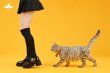 画像10: JXK Studio 1/6 ネコ 散歩猫 4.0 Ver. 4種 JXK196 *お取り寄せ