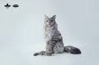 画像17: JXK Studio メインクーン 猫 ネコ ミニ フィギュア 4種 JS2310 *お取り寄せ