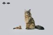画像16: JXK Studio メインクーン 猫 ネコ ミニ フィギュア 4種 JS2310 *お取り寄せ