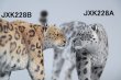 画像1: JXK Studio 1/6 ユキヒョウ 雪豹 フィギュア 2種 JXK228 *予約