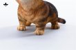 画像6: JXK 1/6 子猫 3種 JXK277 *予約 