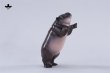 画像40: JXK Studio コビトカバの赤ちゃん ムーデン *予約