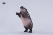画像37: JXK Studio コビトカバの赤ちゃん ムーデン *予約