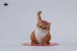 画像14: JxK Studio スーパーキャット 4種 JXK286 *予約