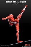 画像6: Human Muscle Model 1/12 スーパー ムーバブル マッスル マン アクションフィギュア 2種 HMM01R HMM01G *予約
