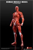 画像3: Human Muscle Model 1/12 スーパー ムーバブル マッスル マン アクションフィギュア 2種 HMM01R HMM01G *予約