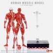 画像8: Human Muscle Model 1/12 スーパー ムーバブル マッスル マン アクションフィギュア 2種 HMM01R HMM01G *予約