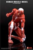 画像5: Human Muscle Model 1/12 スーパー ムーバブル マッスル マン アクションフィギュア 2種 HMM01R HMM01G *予約