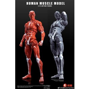 画像: Human Muscle Model 1/12 スーパー ムーバブル マッスル マン アクションフィギュア 2種 HMM01R HMM01G *予約
