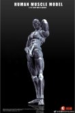 画像2: Human Muscle Model 1/12 スーパー ムーバブル マッスル マン アクションフィギュア 2種 HMM01R HMM01G *予約