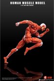 画像7: Human Muscle Model 1/12 スーパー ムーバブル マッスル マン アクションフィギュア 2種 HMM01R HMM01G *予約