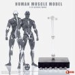 画像9: Human Muscle Model 1/12 スーパー ムーバブル マッスル マン アクションフィギュア 2種 HMM01R HMM01G *予約