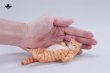 画像22: JXK Studio ぐーたら猫 with ソファ 5種 JXK293 *予約