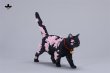 画像11: JxK Studio チェリーブロッサム キャット 4種 JXK299 *予約