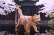 画像14: JxK Studio チェリーブロッサム キャット 4種 JXK299 *予約