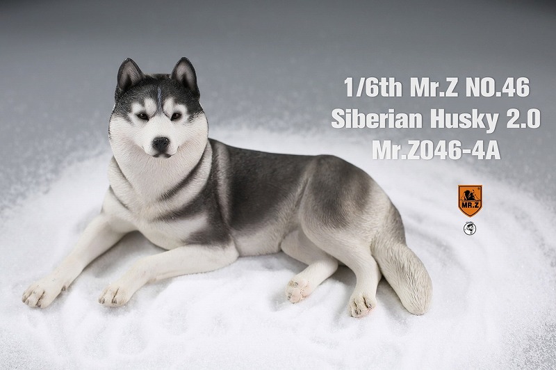 Mr.Z 1/6 シベリアン ハスキー 犬 2.0 全8種 MRZ046 *お取り寄せ - 1/6フィギュア通販専門店 - トレジャートイズ
