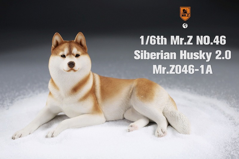 Mr.Z 1/6 シベリアン ハスキー 犬 2.0 全8種 MRZ046 *お取り寄せ - 1 