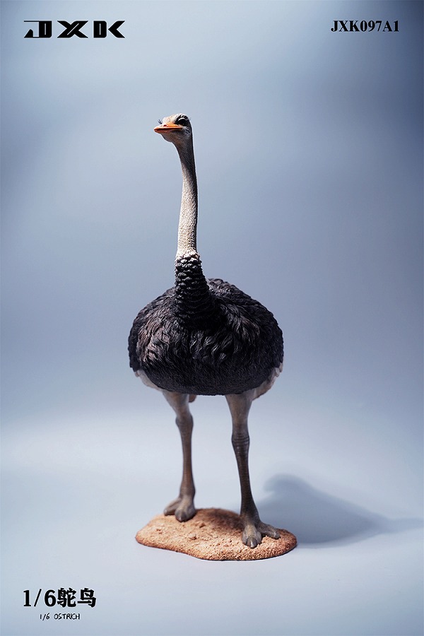 JxK Studio 1/6 JXK097 ダチョウ Ostrich 4種 ダチョウ オストリッチ